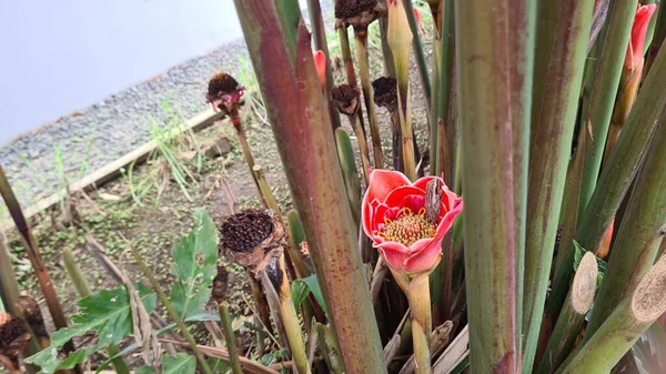 Trópusi Virág Gyógynövények Etlingera Hemisphaerica Kecombrang Virág Virágzik Kertben — Stock Fotó