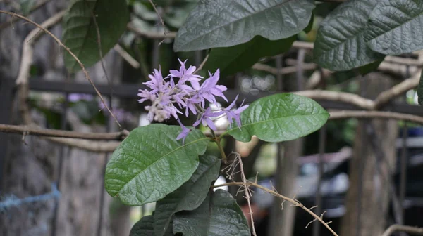 熱帯の花 Petrea Volubilisは 一般的に紫色の花輪 女王の花輪またはサンドペーパーブドウとして知られており Verbeneace科の常緑咲きのつるです — ストック写真