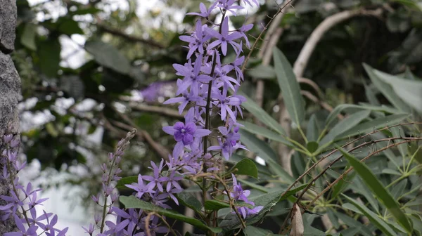 Tropikal çiçek (genellikle mor çelenk, kraliçenin çelengi veya zımpara kağıdı sarmaşığı olarak bilinir), Verbenaceae familyasından bir sarmaşıktır..