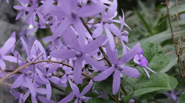 熱帯の花 Petrea Volubilisは 一般的に紫色の花輪 女王の花輪またはサンドペーパーブドウとして知られており Verbeneace科の常緑咲きのつるです ストック画像