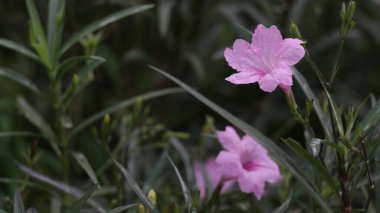 Ruellia tuberosa, Minnieroot olarak da bilinir. Tropikal çiçek, perrenial bitki.