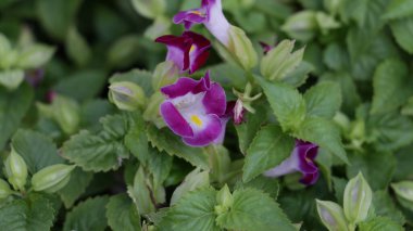 Tropik çiçek. Koyu mavi Torenia Fournieri 'Kauai Magenta', lades kemiği çiçeği (bunga mata kucing).