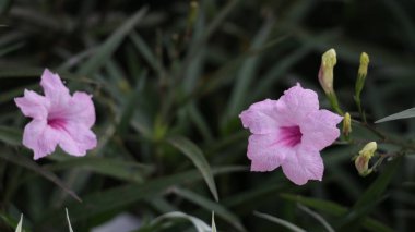 Ruellia tuberosa, Minnieroot olarak da bilinir. Tropikal çiçek, perrenial bitki.