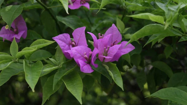 Flor Tropical Bougainvillea Glabra También Conocida Como Bunga Kertas Floreciendo —  Fotos de Stock