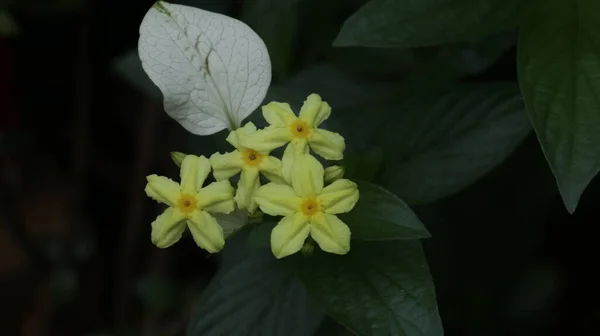 Mussaenda Glabra White Winged Unantly Yellow Flowing Perennial Shrub — 스톡 사진