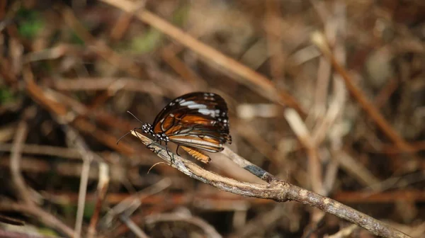 Danaus Affinis Malay Tiger Mangrove Tiger Swamp Tiger Butterfly Found — Stock Photo, Image