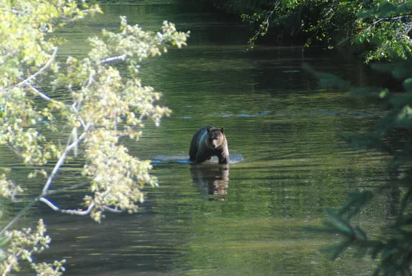 Μια Αρκούδα Διασχίζει Μια Σμαραγδένια Πισίνα Ψάχνοντας Για Σολομό — Φωτογραφία Αρχείου