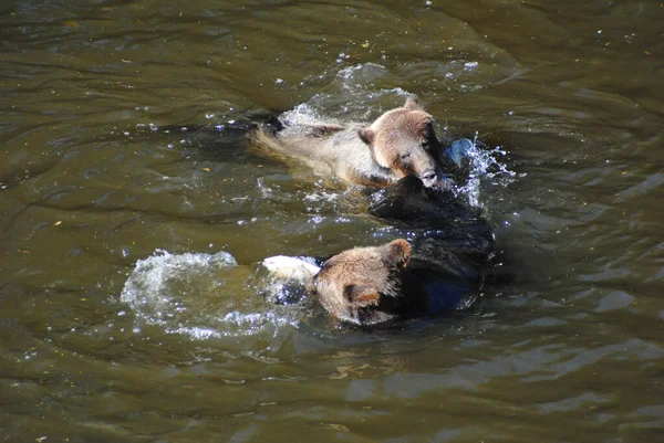 Dois Ursos Pardos Lutando Perseguindo Uns Aos Outros Para Decidir — Fotografia de Stock