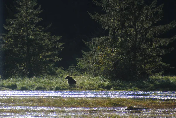 Niedźwiedź Grizzly Siedzi Brzegu Rzeki Patrząc Oddali — Zdjęcie stockowe