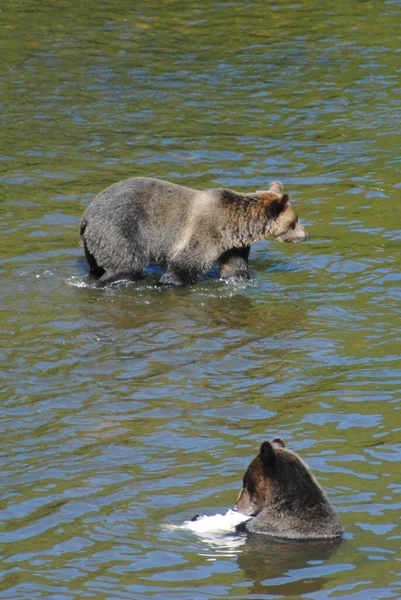 Два Медведя Работают Над Съесть Лосося — стоковое фото