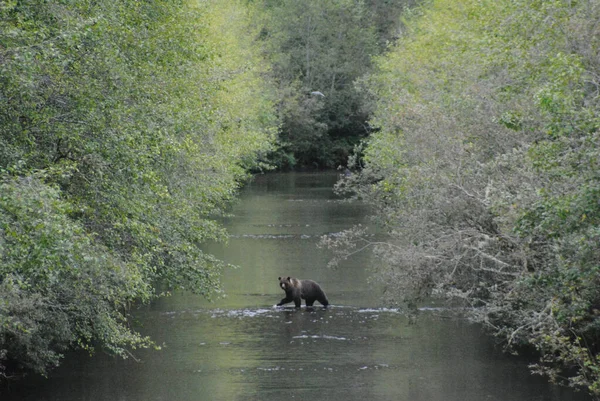 Bear Walks Heavily Treed Creek — Stock Photo, Image