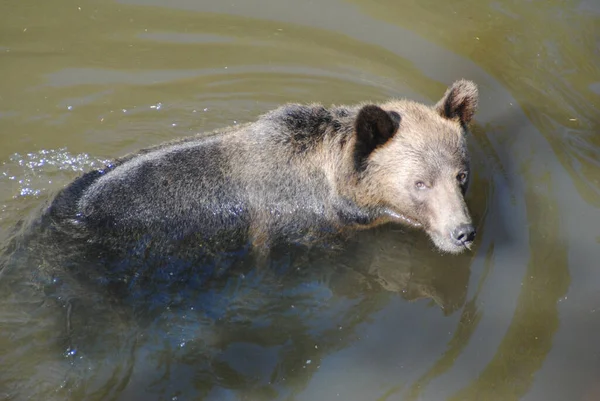 Questo Orso Grizzly Sta Guadando Attraverso Acqua Profonda Alla Ricerca — Foto Stock