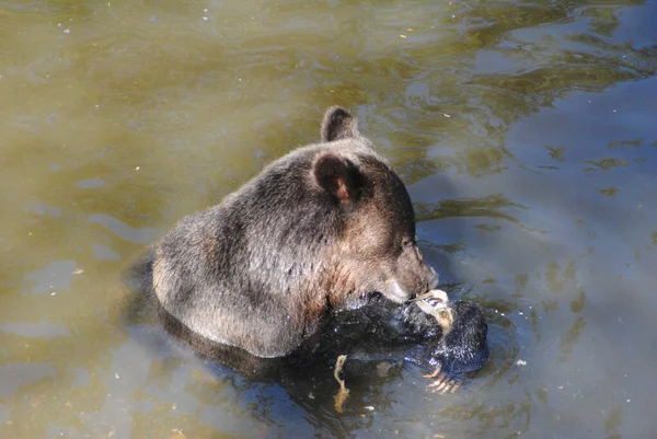 Μια Αρκούδα Που Κάθεται Μια Βαθιά Λίμνη Νερού Τρώει Σολομό — Φωτογραφία Αρχείου