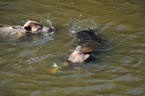 Deux Grizzlis Battent Poursuivent Pour Décider Qui Mange Saumon Qui — Photo
