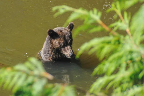 Young Grizzly Bear Sits Shoulder Deep River — Stock Photo, Image