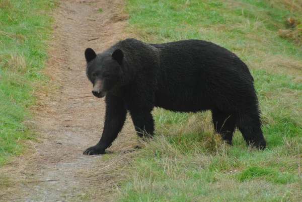 Este Grande Urso Pardo Escuro Escalou Uma Pequena Colina Rio — Fotografia de Stock