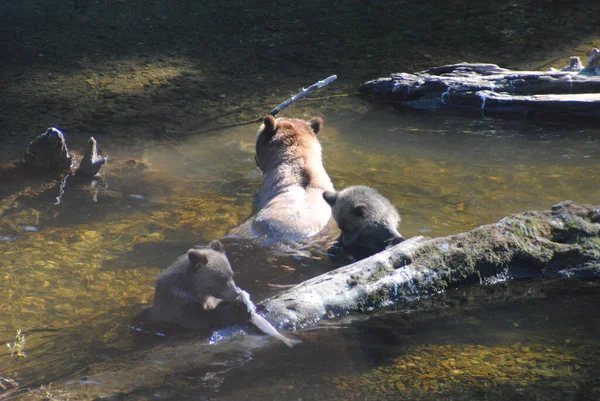 川で鮭を食べる熊の家族 — ストック写真