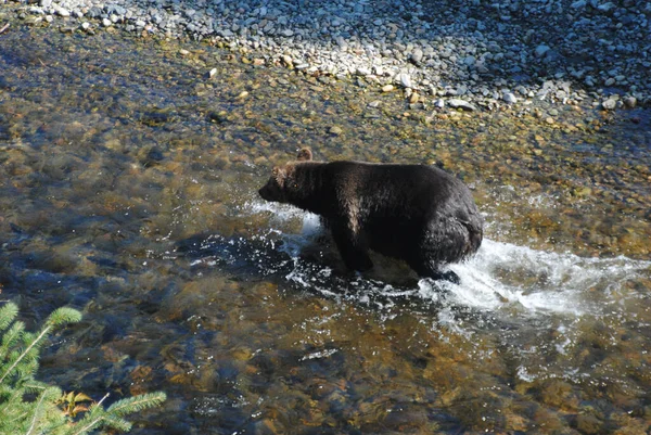 Цей Великий Добре Годує Жіночий Ведмідь Грізлі Переслідує Лосося Мілководді — стокове фото