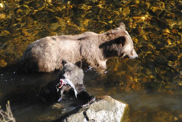 Little Grizzly Bear Cub Eats Salmon Mom Caught — Stock Photo, Image