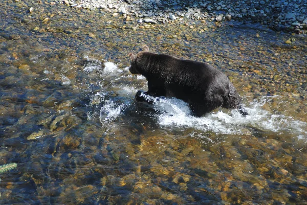 Deze Grote Goed Gevoede Grizzlybeer Jaagt Zalm Een Ondiepe Rivier — Stockfoto