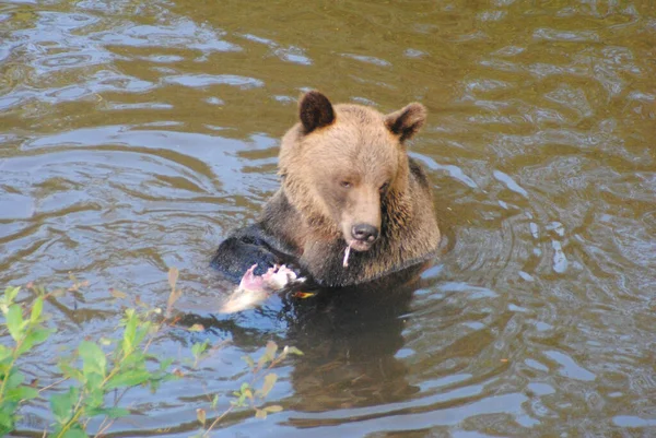 Ten Niedźwiedź Łowił Łososia Udało Się Złapać Dużego Różowego Łososia — Zdjęcie stockowe