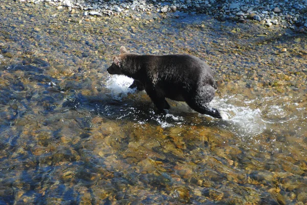 Big Well Fed Female Grizzly Bear Chasing Salmon Shallow River — Stock Photo, Image