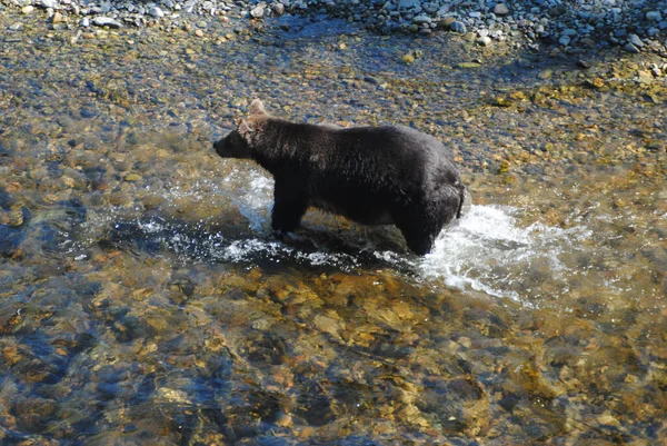 Ten Duży Dobrze Nakarmiony Niedźwiedź Grizzly Goni Łososia Płytkiej Rzece — Zdjęcie stockowe