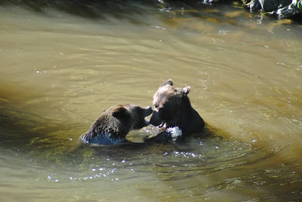 Два Молодых Медведя Игриво Борются Вместе — стоковое фото