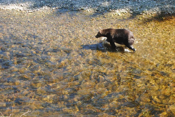 Большая Накормленная Медведица Гризли Гоняется Лососём Мелководной Реке — стоковое фото