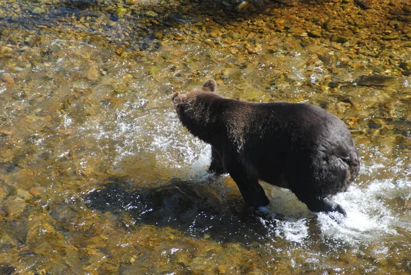 Ten Duży Dobrze Nakarmiony Niedźwiedź Grizzly Goni Łososia Płytkiej Rzece — Zdjęcie stockowe