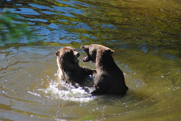 Twee Jonge Beren Speels Worstelen Samen — Stockfoto