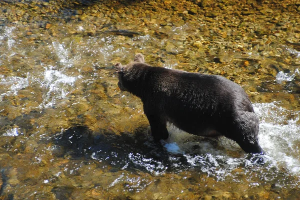 这只大且觅食充足的雌性灰熊正在一条浅水河里追逐鲑鱼 — 图库照片