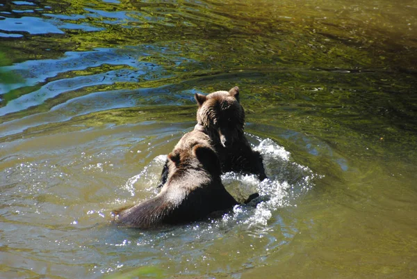 Two Young Bears Playfully Wrestle Together — Stock Photo, Image