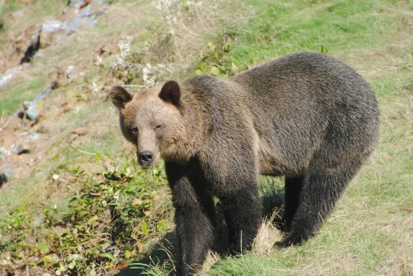 Este Urso Pardo Fêmea Adulto Estava Andando Longo Topo Cume — Fotografia de Stock