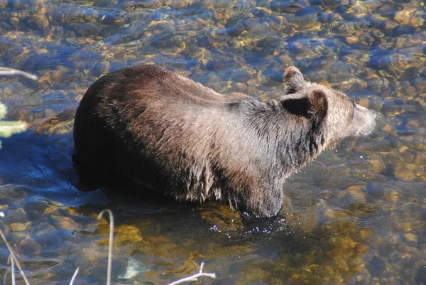 Piękne Polowanie Niedźwiedzie — Zdjęcie stockowe
