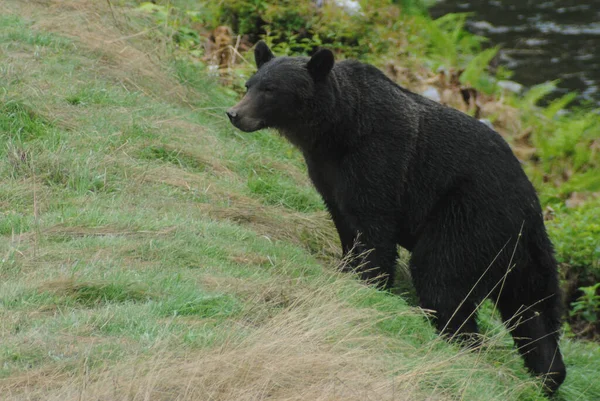 Ten Duży Ciemnobrązowy Niedźwiedź Grizzly Wspiął Się Małe Wzgórze Rzeki — Zdjęcie stockowe