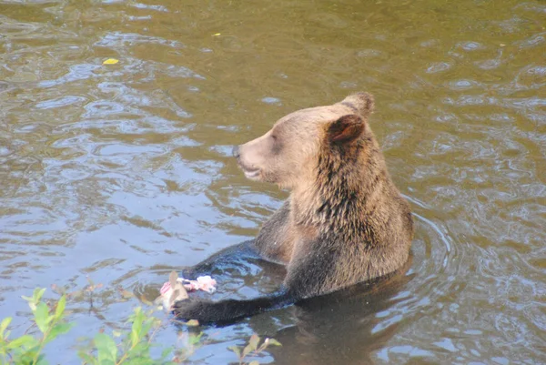 Ten Niedźwiedź Łowił Łososia Udało Się Złapać Dużego Różowego Łososia — Zdjęcie stockowe