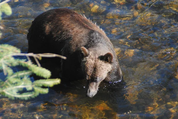 Beautiful Big Bear Hunting — Stock Photo, Image