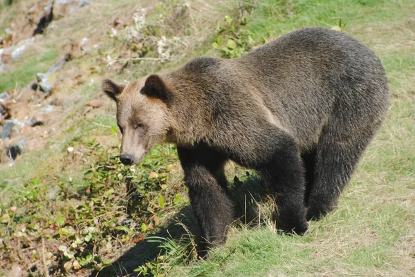 Dorosła Samica Niedźwiedzia Grizzly Szła Wzdłuż Trawiastego Grzbietu Szukając Bezpiecznego — Zdjęcie stockowe