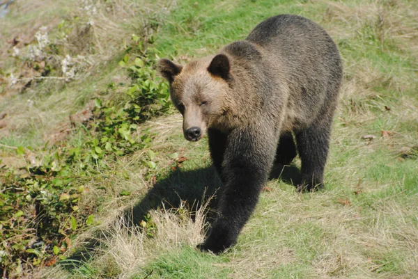 Felnőtt Nőstény Grizzly Medve Egy Füves Gerinc Tetején Sétált Hogy — Stock Fotó