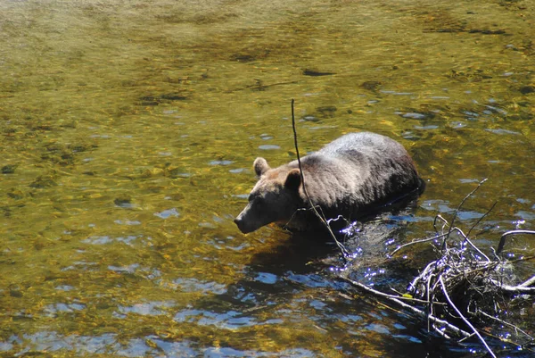 鮭を探すために浅い川を歩くクマ — ストック写真