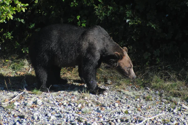 Μεγάλη Όμορφη Αρκούδα Ψάχνει Για Σολομό — Φωτογραφία Αρχείου