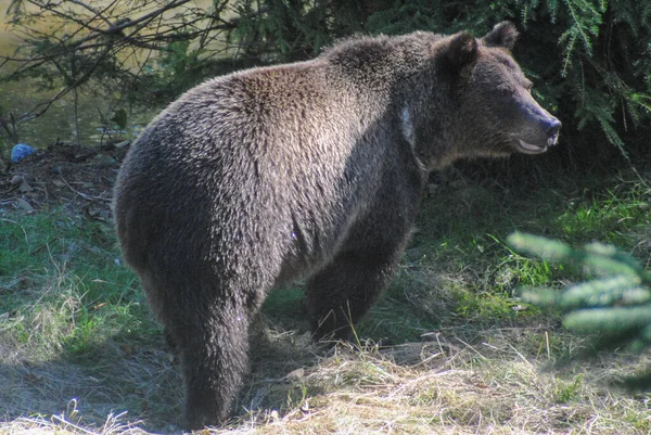 Nagy Egészséges Grizzly Medve Sétál Füves Úton — Stock Fotó