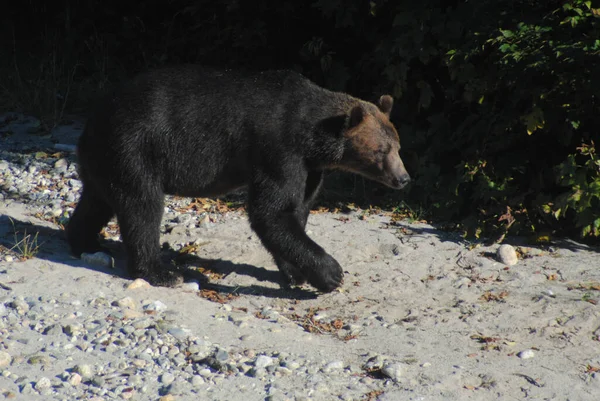 Big Beautiful Bear Looking Salmon — Stock Photo, Image