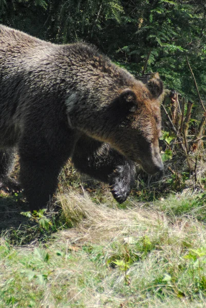 Zbliżenie Niedźwiedzia Grizzly Chodzenie Przez Trawę — Zdjęcie stockowe