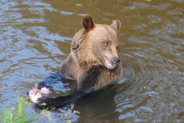 この熊は鮭を釣っていて 私のグループの隣でピンクサーモンを釣って目の前で食べることができました — ストック写真