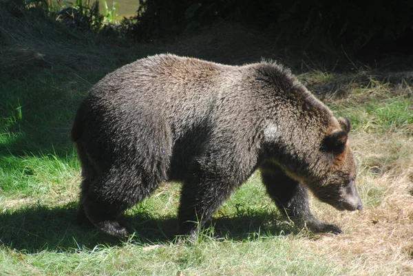Chubby Grizzly Bear Walks Side Grassy Field — Stock Photo, Image