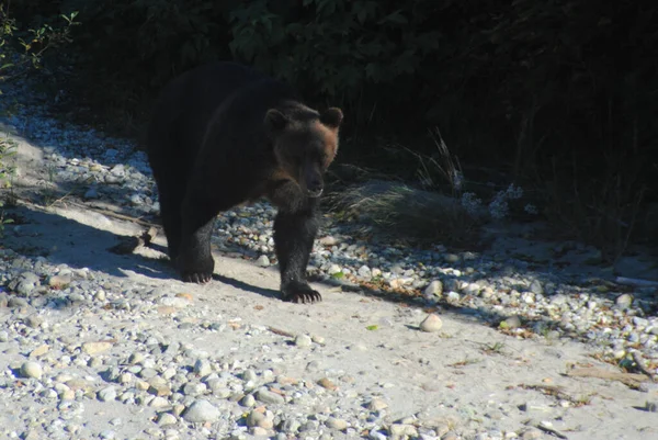 Big Beautiful Bear Looking Salmon — Stock Photo, Image