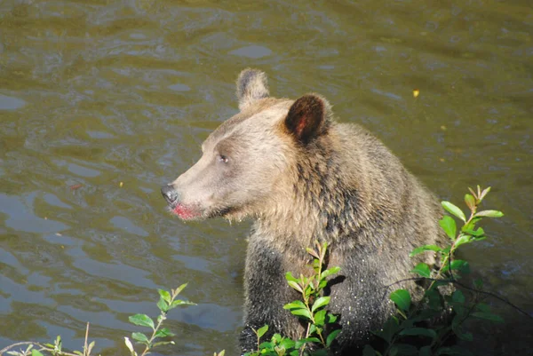 Beautiful Grizzly Brown Bear Sitting River Golden Sunshine All — Stock Photo, Image