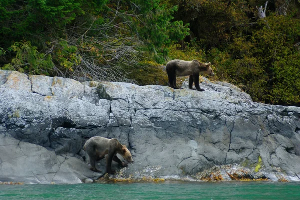 Δύο Αρκούδες Σκαρφαλώνουν Πάνω Από Μια Άγρια Ακτή Στη Βρετανική — Φωτογραφία Αρχείου